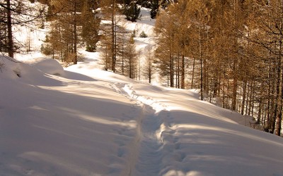 Tra boschi di larice