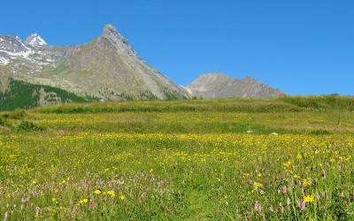 Fieni estate